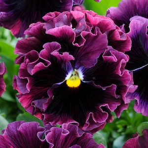 May include: Close-up of a dark purple pansy flower with ruffled petals and a yellow center. The flower has a deep purple center with a white ring around it.