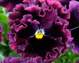 Pansy Frizzle Sizzle Burgundy - 15 Seeds - Ruffled! - Viola x wittrockiana
