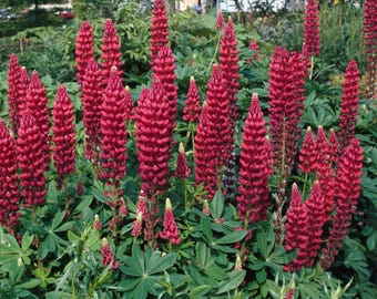 Lupine My Castle - 20 Seeds - Scarlet-Red - Deer Resistant - Lupinus Polyphyllus