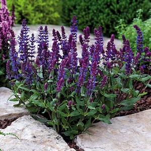 Salvia New Dimension Blue - 10 Seeds - Blooms 1st. Year!