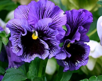 Pansy Frizzle Sizzle Blue - 15 Seeds - Frilly Petals! - Viola x wittrockiana