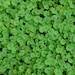 Dichondra Repens Ground Cover Seeds - 1,000 Bulk Seeds By Seed Jet - View #4