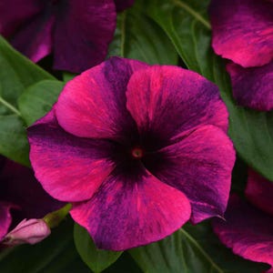 May include: Close-up of a vibrant flower with petals in shades of magenta and deep purple. The flower's center is a dark, almost black hue, with a bud and green leaves in the background. The petals have a marbled effect.