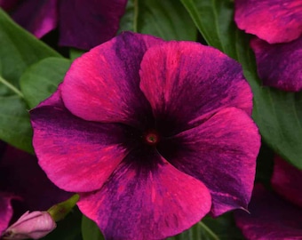 Periwinkle Tattoo Black Cherry - Upright Vinca - Seeds - Heat Resistant - Drought Tolerant.
