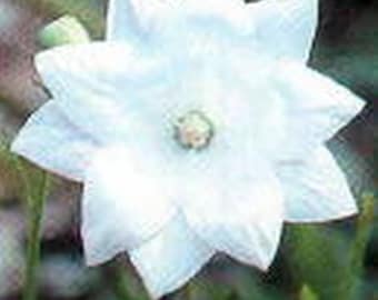 Balloon Flower Fuji White - 50 Seeds -Heirloom- Perennial - Platycodon