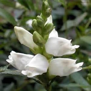 May include: Close-up of a white flower with bell-shaped petals. The flower has a green stem and buds, set against a blurred green background. The petals are smooth and delicate, with a slight curve.