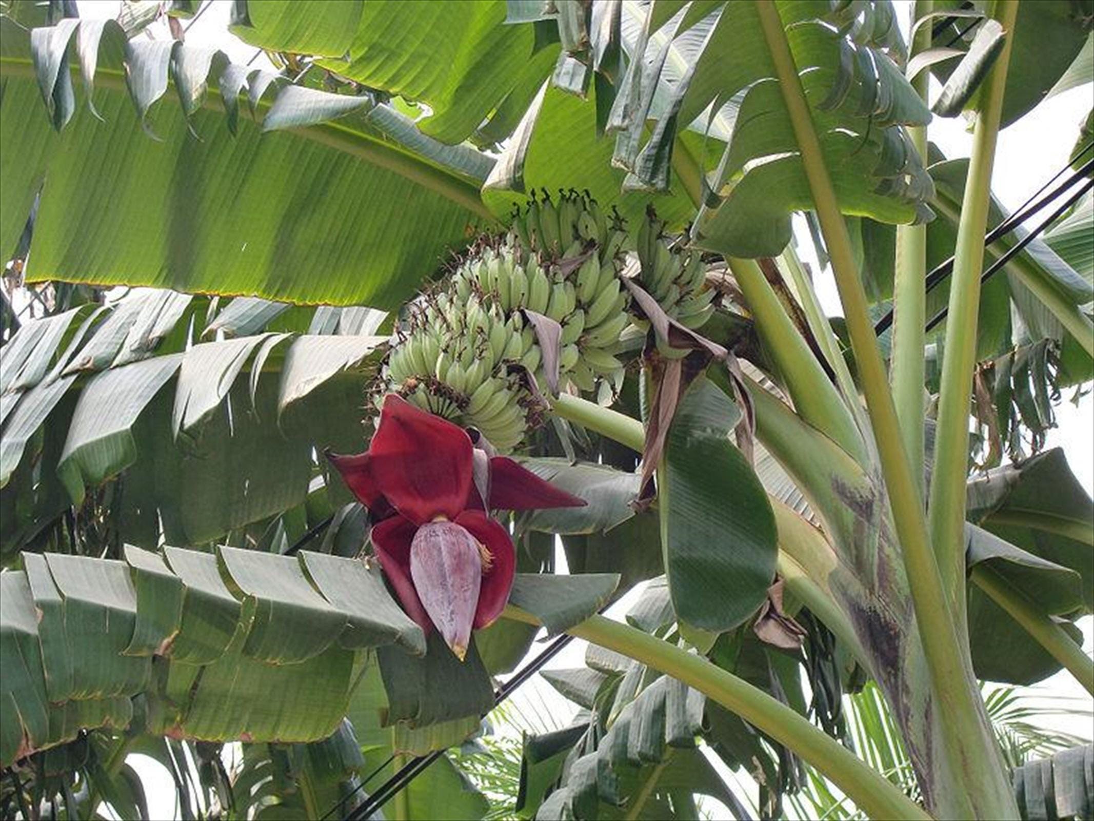Musa Acuminate - Dwarf Cavendish Banana -  5 SEEDS