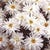 BIN#1R7D5 Torenia Seeds Kauai Burgundy Seeds 50 Pelleted Seeds