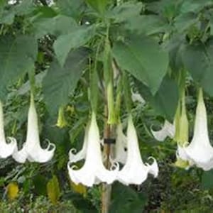 Brugmansia Suaveolens - White-Angels Trumpet - 5 Seeds - - Shrub, or Small Tree