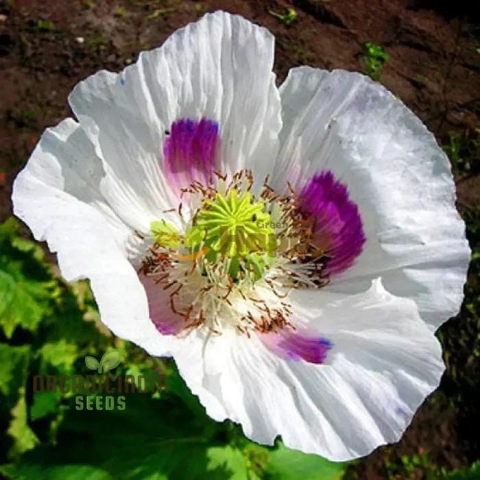 Poppy Elka White - 15 Organic Seeds - Heirloom - Edible - Papaver Somniferum