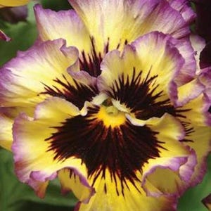 May include: A close-up of a yellow and purple pansy flower with a dark purple center. The flower has ruffled petals and a delicate, intricate pattern.