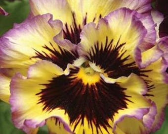 Pansy Frizzle Sizzle Lemonberry - 15 Seeds - Ruffled Pansy -Viola