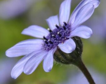 The Blues Blue Daisy - 25 Seeds - Fragrant - Deer Resistant - Felicia Heterophylla