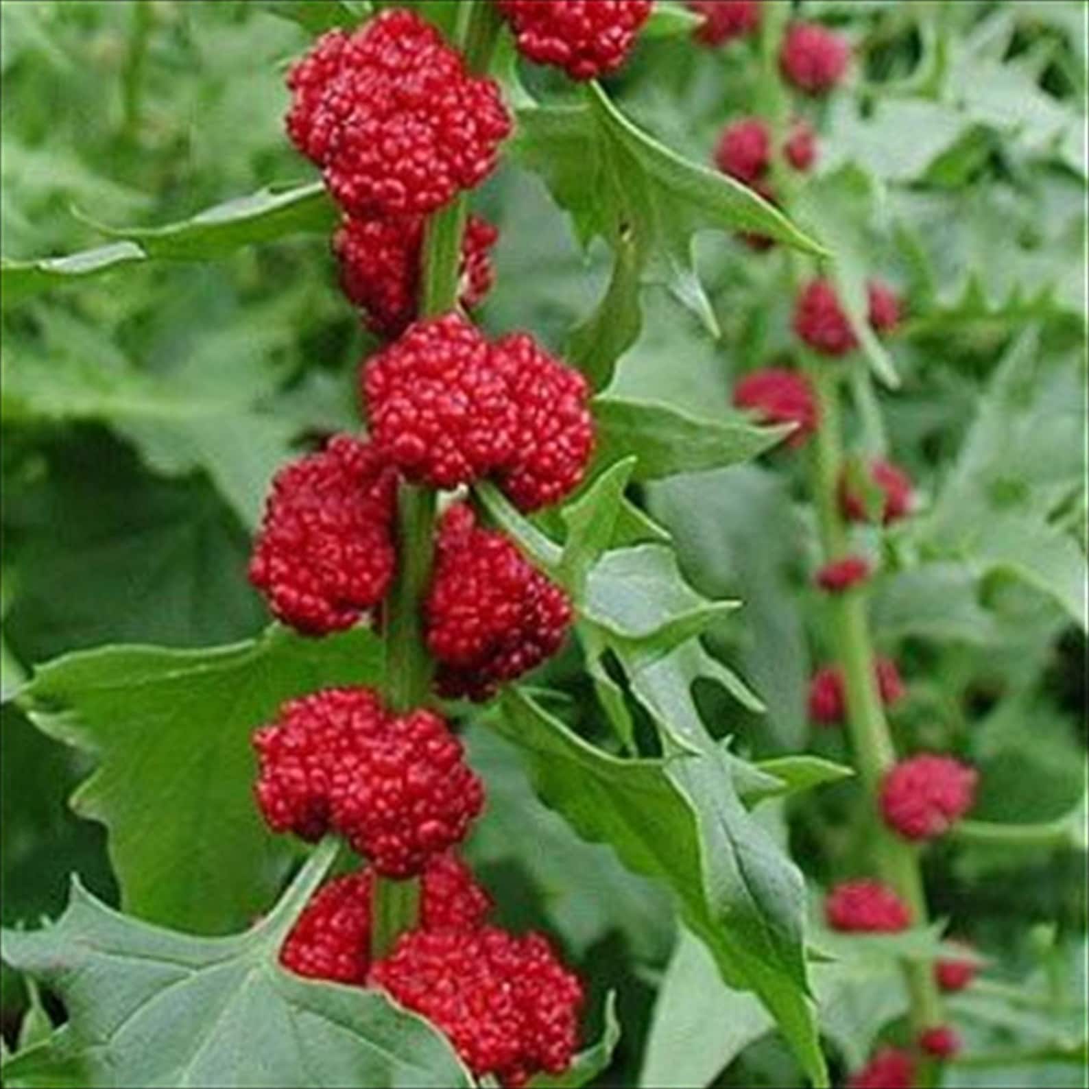 Strawberry Spinach - Beetberry -50 Organic Seeds - Heirloom - Non-gmo ...