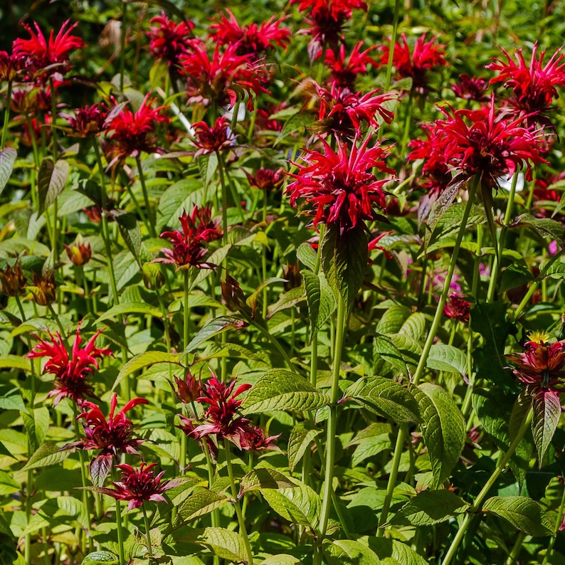 Salvia Monarda Bee Balm