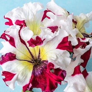 May include: A white ceramic mug with a black handle and the text "But First, Coffee" in a black, handwritten-style font. The mug is on a white surface.