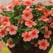Hybrid Torenia Seeds, For Agriculture, Packaging Type: Bottle at ₹ 1860