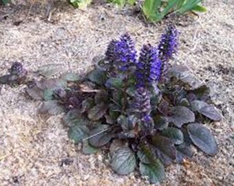 Ajuga Reptans Bugleweed  - 15 Seeds -  Groundcover - Shade - Deer Resistant