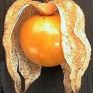 May include: A close-up of a golden-orange groundcherry fruit, encased in a delicate, papery husk. The husk is a light tan color, with intricate veining and a slightly ruffled texture. The fruit is smooth and round.
