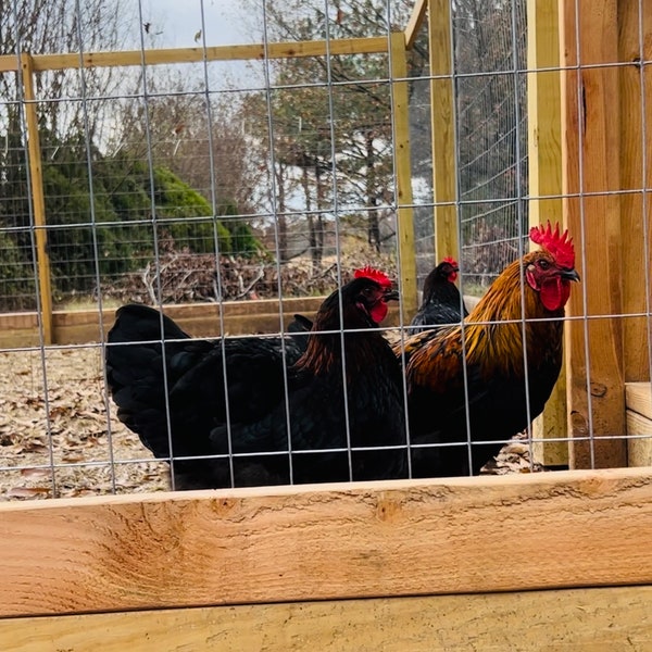 Más de 6 huevos franceses de Marans de cobre negro