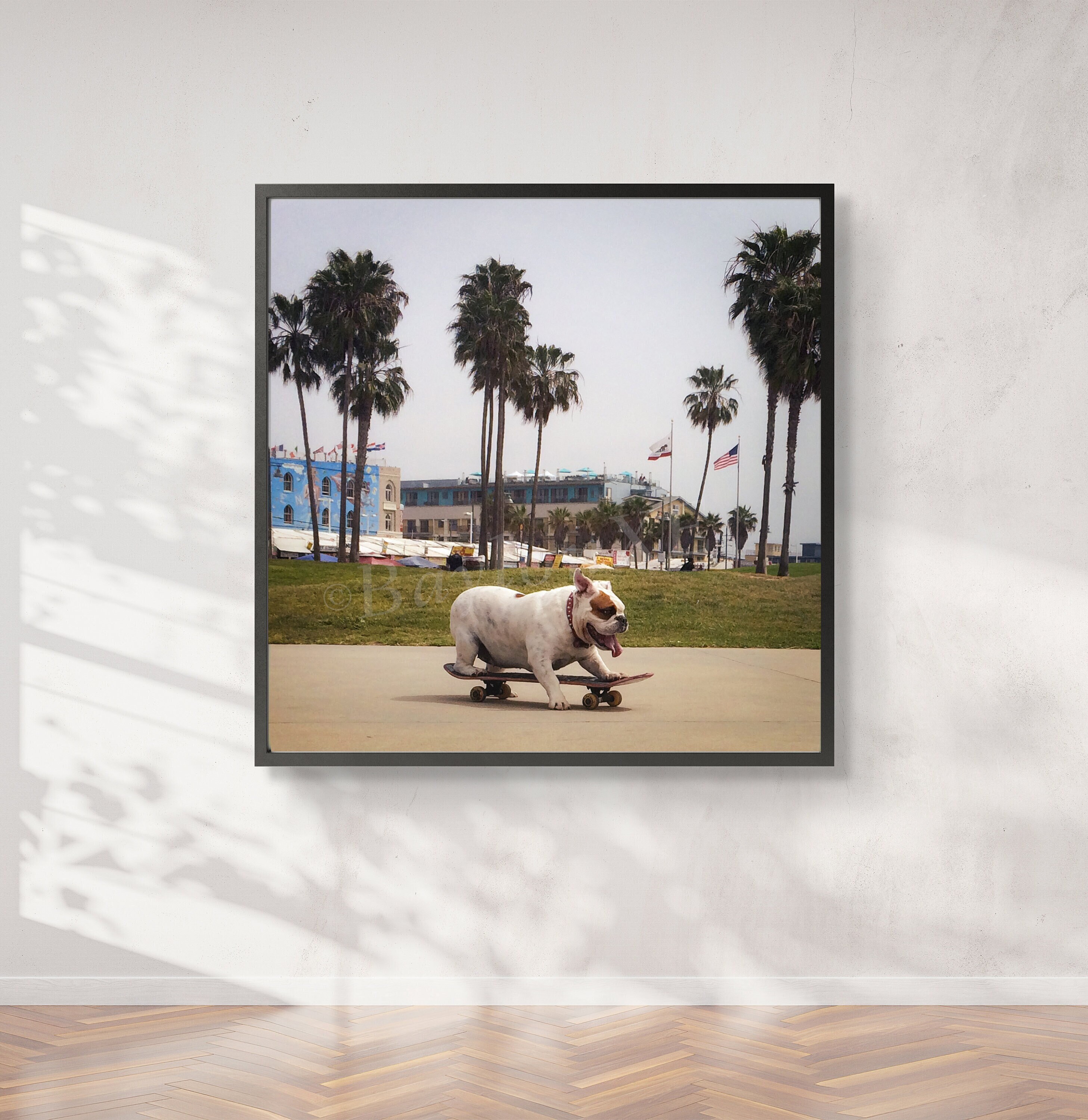 Skatingboarding Dog in Venice Beach Physical Print From Muscle 