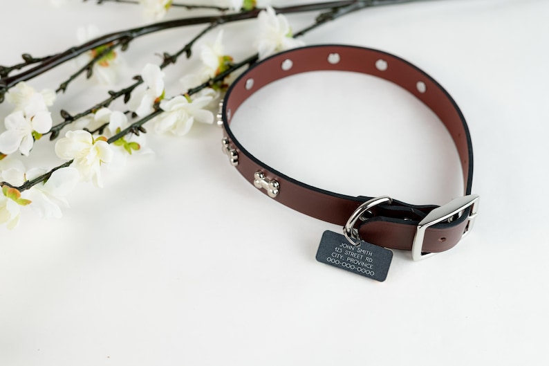 May include: Brown leather dog collar with silver bone accents and a silver tag with the text "John Smith, 123 Street Rd, City, Province, 000-000-0000".