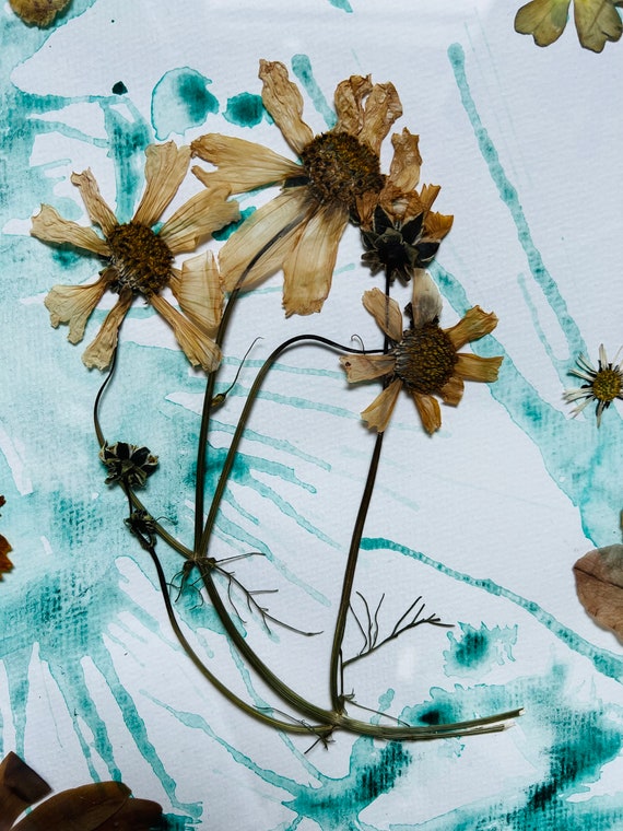 Real Natural Dried Pressed Flowers