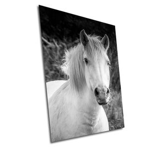 White Horse photography print, France Camargue Horse Art Print, Horse decor, Large Print/Canvas/Acrylic/Metal