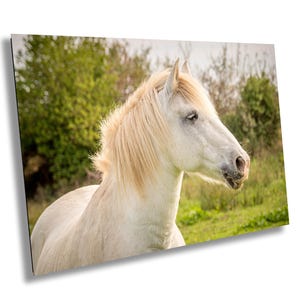 White Horse photography print, France Camargue Horse Art Print, Horse decor, Photography on Large Print/Canvas/Acrylic/Metal