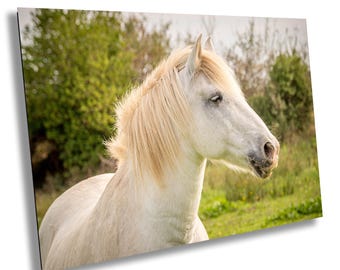 Camargue White Horse Fine Art Photography Print - Large Print/Canvas/Acrylic/Metal