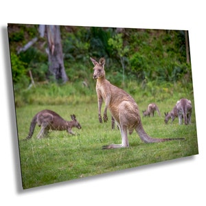 Kangaroo print, Australian animal print, wall decor, photography on Large Print/Canvas/Acrylic/Metal