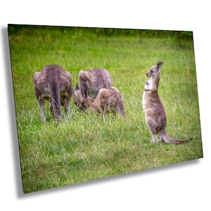 Baby Kangaroo Print: Australian Wildlife Photography, Kids Room Decor - Large Print/Canvas/Acrylic/Metal