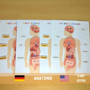 Anatomy of the human organs German, English, Homeschool, Anatomy, Busy Books, Montessori Materials Printable Biology