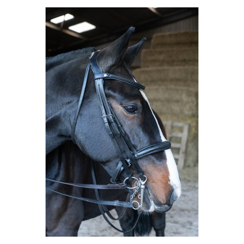 padded bridle headpiece