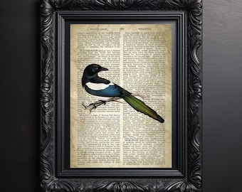Magpie Art Print: Vintage Book Page Illustration (Digital Download)