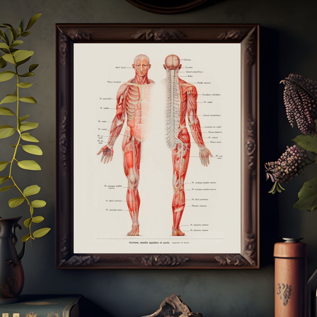 Vintage Anatomical Human Print: Gothic Dark Academia Wall Art (digital ...