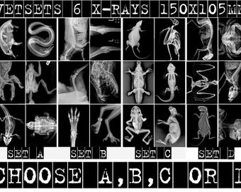 VET SETS A or B or C or NEW set D animal X-RAYs imaged onto photographic film lightbox radiography