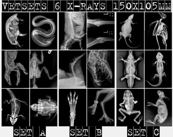 VET SETS A or B or NEW set C animal X-RAYs imaged onto photographic film lightbox radiography