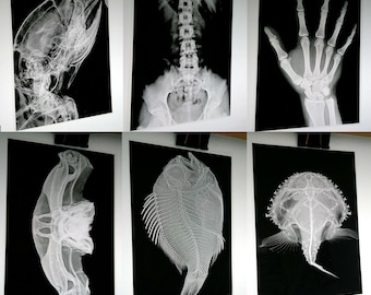 X-RAY imaged onto photographic film light box art bones 230x160mm Halloween and Secret Santa