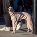 see more listings in the Sighthound Clothing section
