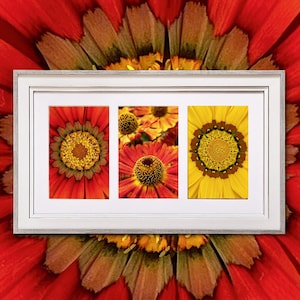 May include: A framed print with three floral images in red, orange, and yellow. The white frame has a grey border, set against a large red flower background. The images show close-ups of the flower heads.