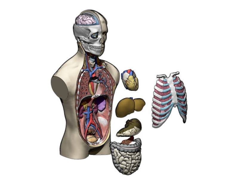 May include: Anatomical illustration of a human torso with internal organs displayed. The image shows a cross-section of the body, revealing the brain, heart, liver, stomach, intestines, and rib cage. The illustration is in a 3D style with vibrant colors.