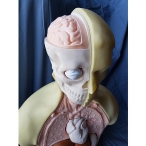 May include: A detailed anatomical model of a human head and upper torso, showcasing the brain, skull, and internal organs. The model is primarily cream and peach-colored, with a sectioned design to reveal the internal structures. The brain is a light pink color.