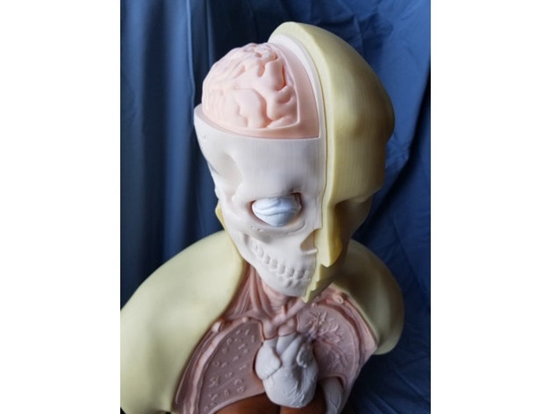 May include: A detailed anatomical model of a human head and upper torso, showcasing the brain, skull, and internal organs. The model is primarily cream and peach-colored, with a sectioned design to reveal the internal structures. The brain is a light pink color.