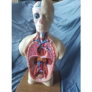 May include: A detailed anatomical model of the human torso, showcasing internal organs and skeletal structure. The model is partially dissected to reveal the lungs, heart, and other vital organs. The model is made of plastic and is mounted on a wooden base.