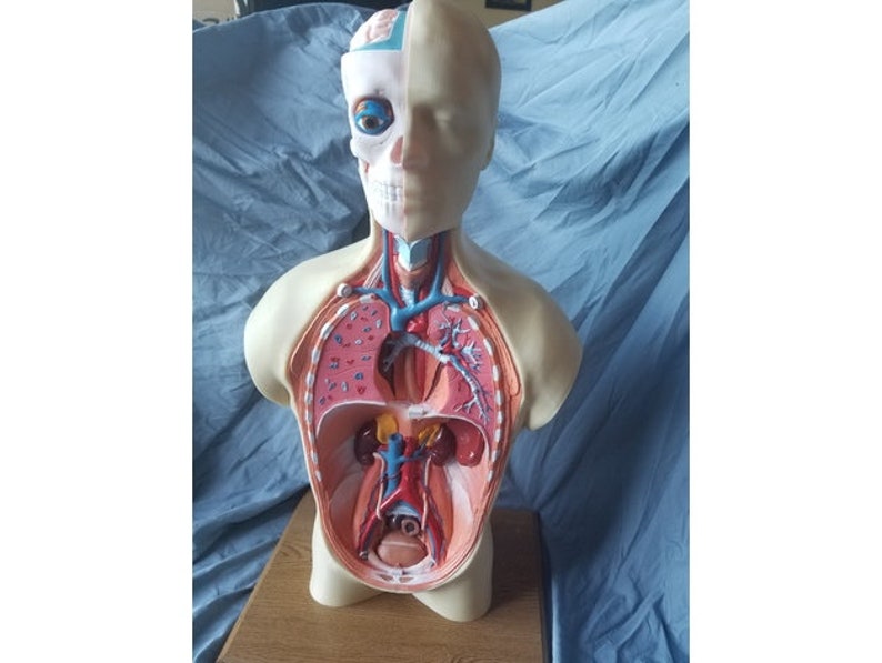 May include: A detailed anatomical model of the human torso, showcasing internal organs and skeletal structure. The model is partially dissected to reveal the lungs, heart, and other vital organs. The model is made of plastic and is mounted on a wooden base.