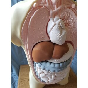 May include: A detailed anatomical model of the human torso, revealing internal organs. The model features a white heart, brown liver, and blue and white intestines, set against a pink and beige background. The model is designed for educational purposes.