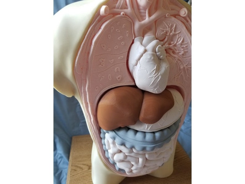 May include: A detailed anatomical model of the human torso, revealing internal organs. The model features a white heart, brown liver, and blue and white intestines, set against a pink and beige background. The model is designed for educational purposes.