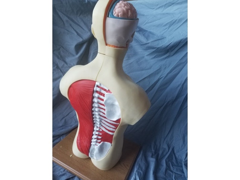 May include: Anatomical model of the human torso, revealing the internal structure. The model is beige with red muscles, white spine, and a pink brain. The back is open to show the internal organs. The model is on a wooden base.