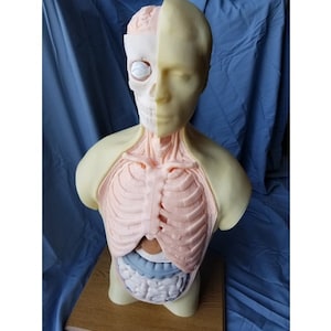 May include: A life-size anatomical model of a human torso, revealing internal organs and skeletal structure. The model is primarily beige and pink, with detailed representations of the brain, rib cage, and digestive system. The model is displayed on a wooden surface against a blue backdrop.